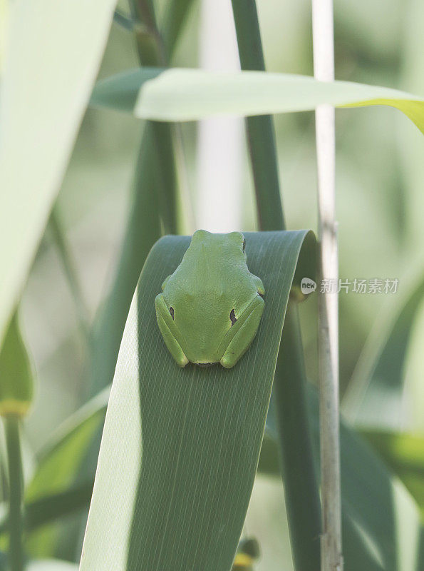 树蛙(Hyla arborea)